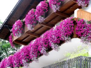 fiori estivi sui balconi